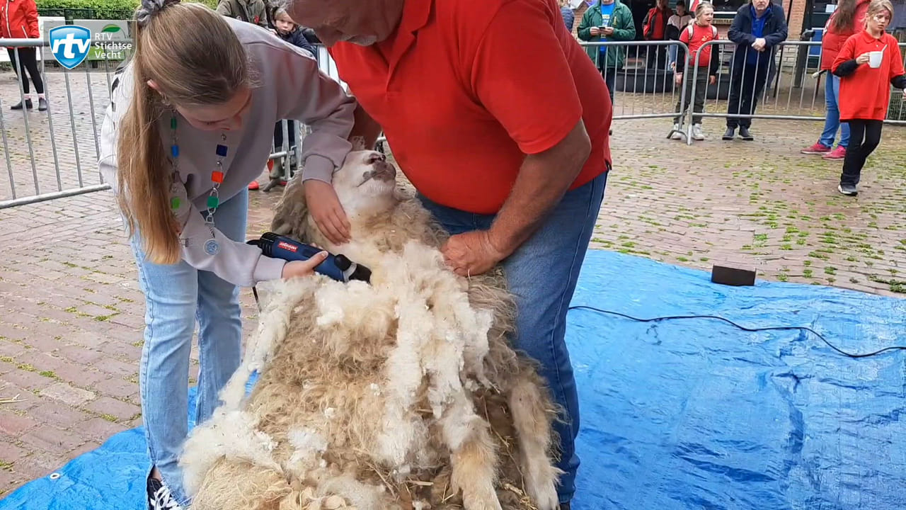 Schaapscheren? Heel vet om een keer te doen!