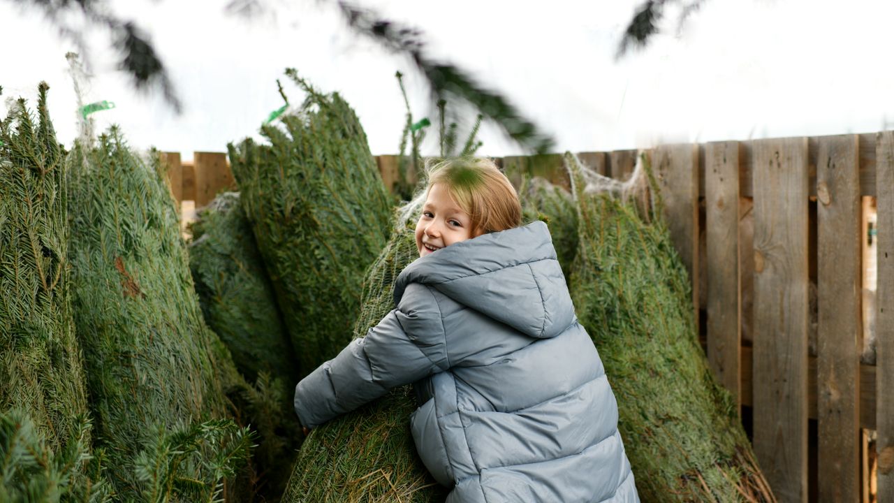 De actie kerstbomen ophalen door kinderen komt weer terug (maar pas in 2025)