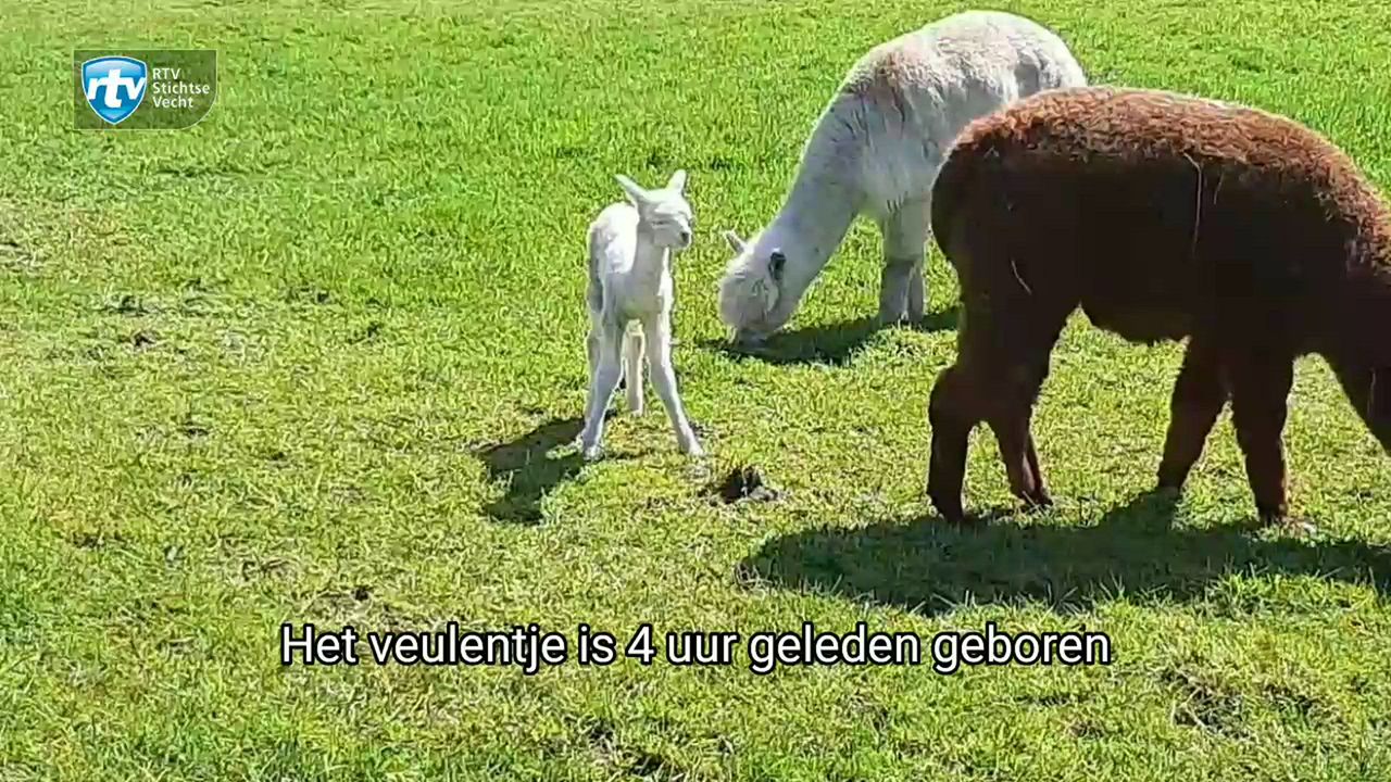 [Video]: Een wei vol alpaca's in het Groene Hart